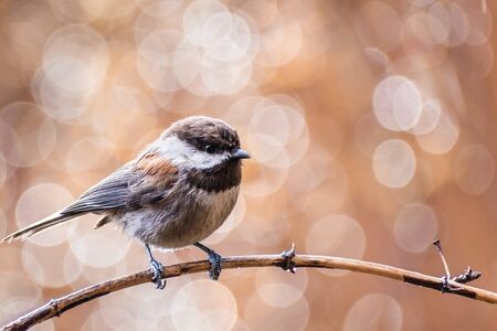 Close up of Chestnut backed Chickadee (Poecile rufescens) perched on a branch; blurred background, San Francisco bay area, Californiaの写真素材