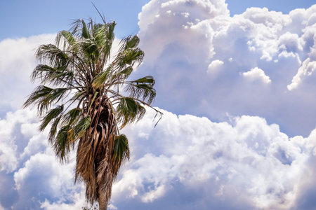Close up of Palm tree; storm clouds visible in the background; California