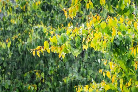 Heavy rain falling on green foliage, on a stormy spring day; San Francisco Bay Area; Californiaの写真素材