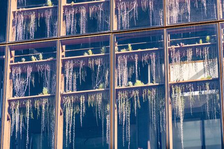 Close up of building wall made of large window panes, with succulent plants seen behind the glass, forming a vertical gardenの写真素材