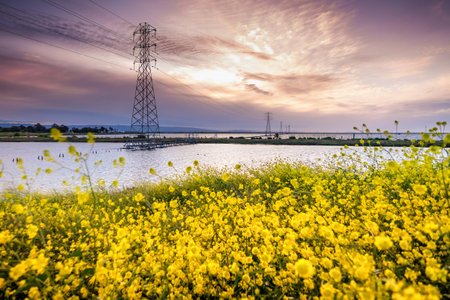 Sunset view of the ponds and waterways of South San Francisco Bay Area, with wild mustard growing on...