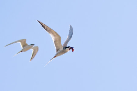 Flying Caspian Tern (Hydroprogne caspia) with a freshly caught fish in its beak, followed closely by a second one, blue sky background; San Francisco bay area, Californiaの写真素材