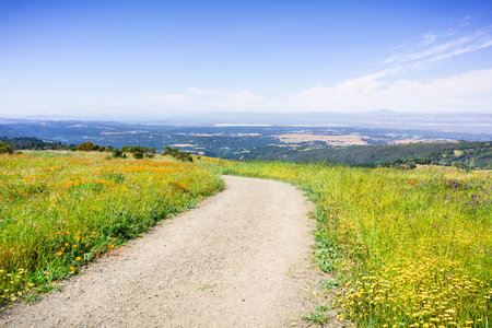 Hiking trail in Santa Cruz mountains lined up with tall grass and blooming wildflowers; the San...