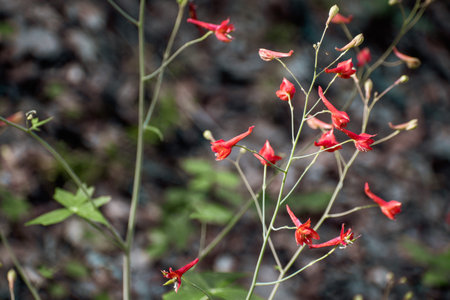 Red Larkspur (Delphinium nudicaule) wildflowers blooming in the forests of Santa Cruz Mountains,...