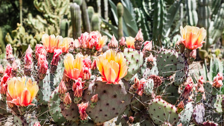 Blooming Prickly Pear (Opuntia fragilis) cactus, California