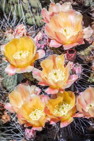 Blooming Prickly Pear (Opuntia fragilis) cactus, Californiaの写真素材