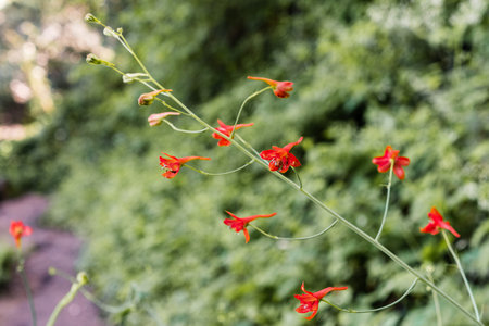 Red Larkspur (Delphinium nudicaule) wildflowers blooming in the forests of Santa Cruz Mountains,...