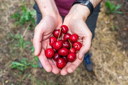 Hands holding freshly picked organic cherries; Californiaの写真素材