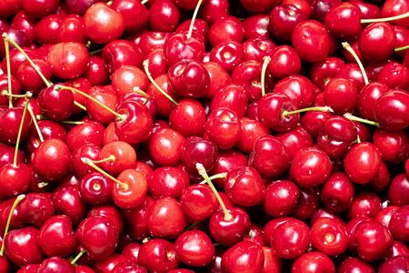 Close up of pile of organic cherries freshly harvested in a South San Francisco Bay Area orchard, Californiaの写真素材