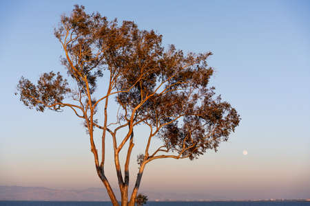 Sunset view of Eucalyptus tree growing on the shores of San Francisco Bay Area; full moon visible in the clear blue sky; Californiaの写真素材
