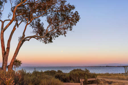 Sunset view of Eucalyptus tree growing on the shores of San Francisco Bay Area; full moon visible in the clear blue sky; Californiaの写真素材