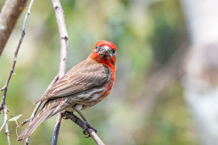 Close up of male House Finch (Haemorhous mexicanus) perched on a tree branch; San Francisco Bay Area, California; blurred backgroundの写真素材