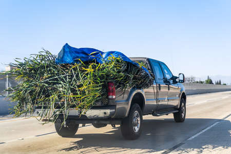 Truck carrying a cut palm tree on the highwayの写真素材