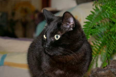 Black cat portrait next to a plantの写真素材