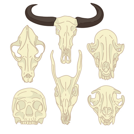 A set of silhouettes of skulls of animals and humans. Collection of linear skull goats, cats, dogs and humans. Figure skull bone in cartoon style. Isolated color animal, human skull.のイラスト素材