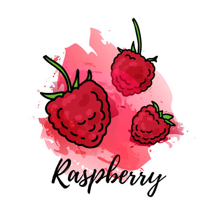 illustration of raspberry. Vector watercolor splash background. Graphics berry for cocktails, fresh...