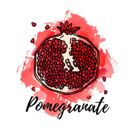 illustration of pomegranate fruit. Vector watercolor splash background. Graphics for cocktails, fresh juice design. Natural organic food label.のイラスト素材