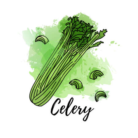 illustration of green celery. Vector watercolor splash background. Graphics for cocktails, fresh juice design. Natural organic herb label.のイラスト素材