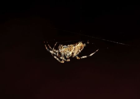 Spider on web, close-up on dark backgroundの写真素材