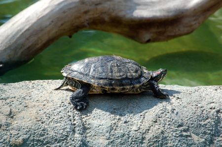 Turtle, red-eared slider (Trachemys scripta elegans) の写真素材