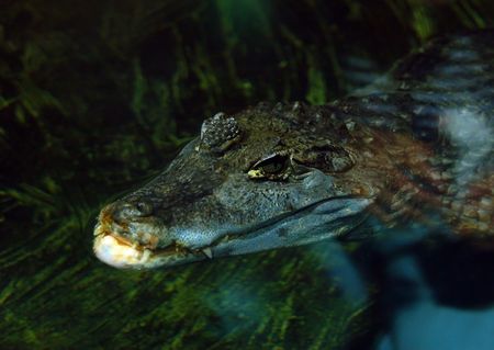 Crocodile head in the water, close up の写真素材