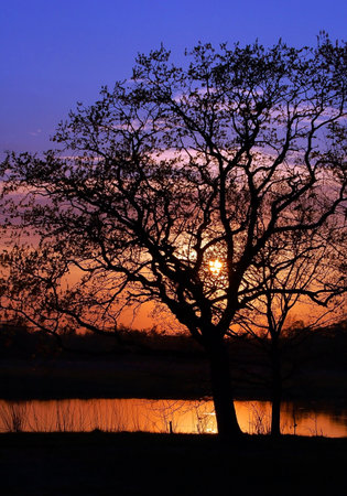 Sunset and tree silhouette under forest lakeの写真素材