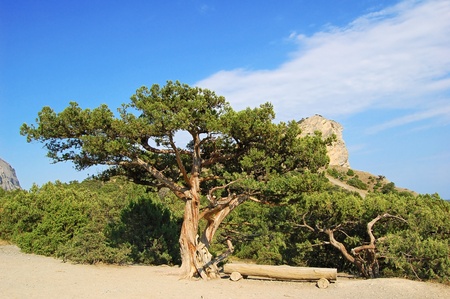 Juniper tree and wooden bench at Noviy svet, Crimea, Ukraineの写真素材