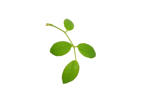 Green leaf of potted rose, isolated on a white backgroundの写真素材
