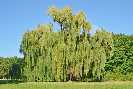 Weeping willow tree in the public parkの写真素材
