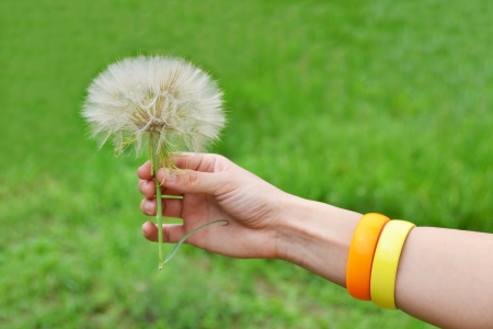 Large dandelion in hand against green nature backgroundの写真素材