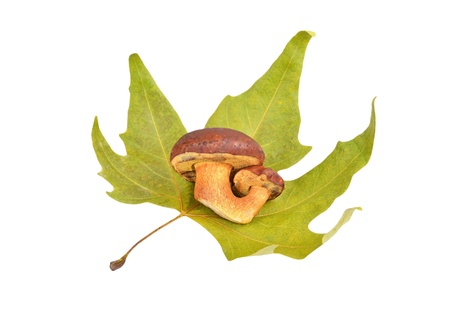 Boletus edulis mushroom on fall leaf, isolated on white backgroundの写真素材