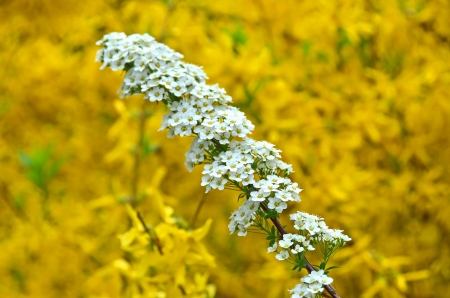 Spiraea alpine spring flower - white flowering shrubの写真素材