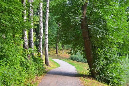 Pathway in the park at summer between green tree