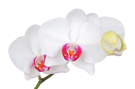 Fresh orchid flower, isolated on white background, DOFの写真素材