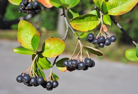 Black ashberry (Aronia melanocarpa) tree with ripe berryの写真素材