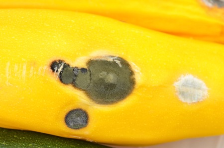 Molded vegetable marrow (zucchini), close up, DOFの写真素材