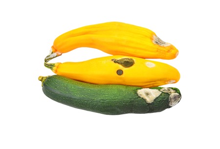 Molded vegetable marrow (zucchini), isolated on white backgroundの写真素材