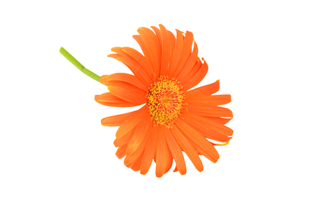 Orange gerbera flower, isolated on white backgroundの写真素材