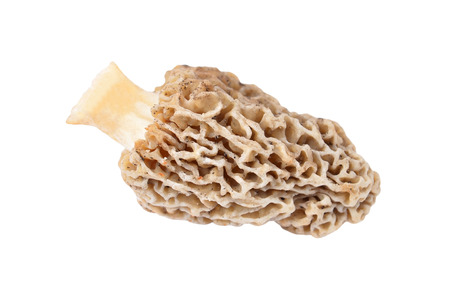 Morchella esculenta mushroom, isolated on white backgroundの写真素材