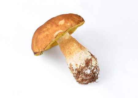 Single Boletus edulis mushroom on white backgroundの写真素材