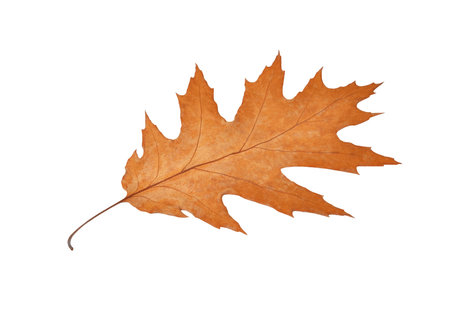 Fall oak leaf, isolated on white background
