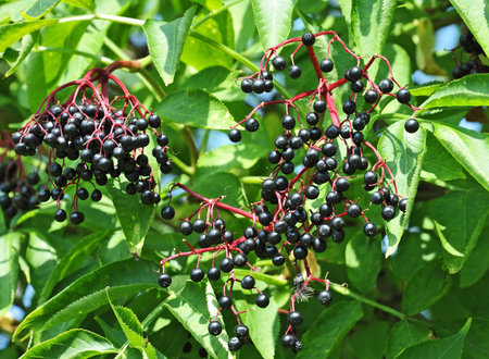 Some ripe elderberry on branch against the leaves
