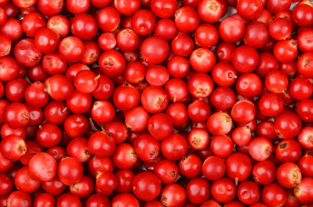 Close up of red ripe Lingonberry (Vaccinium vitis-idaea)の写真素材