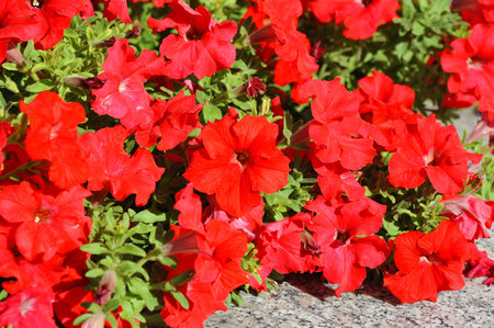 Beautiful flowerbed with many bright red petuniaの写真素材