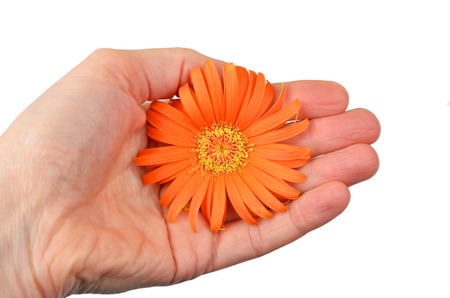 Orange gerbera flower in hand, isolated on white backgroundの写真素材