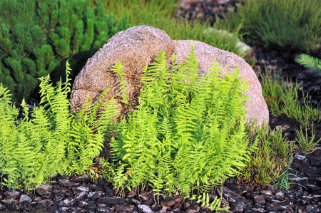 Green bracken lush fern growing in gardenの写真素材