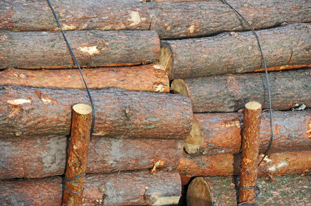Pine round timber, fixed and ready for shipment