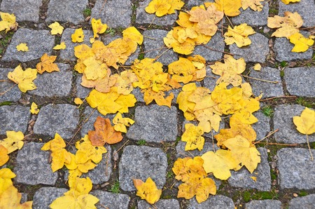 Fall leaves on cobblestone in old cityの写真素材