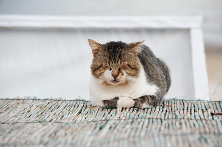Cat rest on city street at summerの写真素材