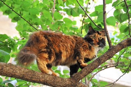 Stray cat on tree branch at summerの写真素材